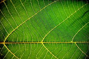 green leaf in macro lens