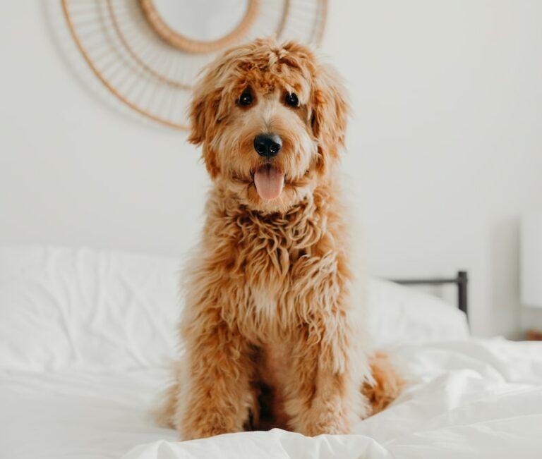long-coated brown dog